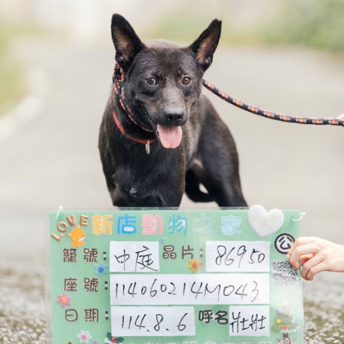 Black adult male mixed-breed dog, Medium, shelter no. …2001