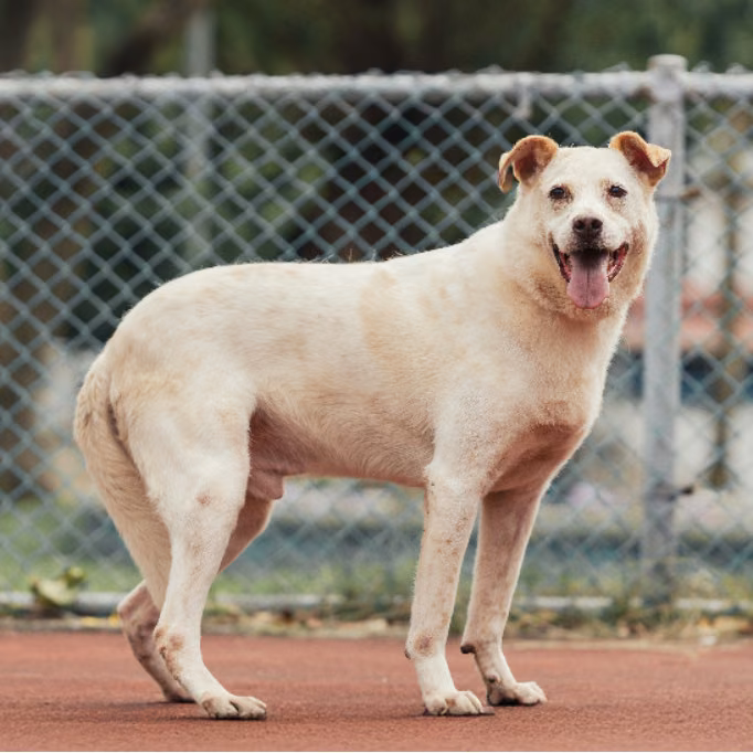 White adult male mixed-breed dog, Medium, shelter no. …1309