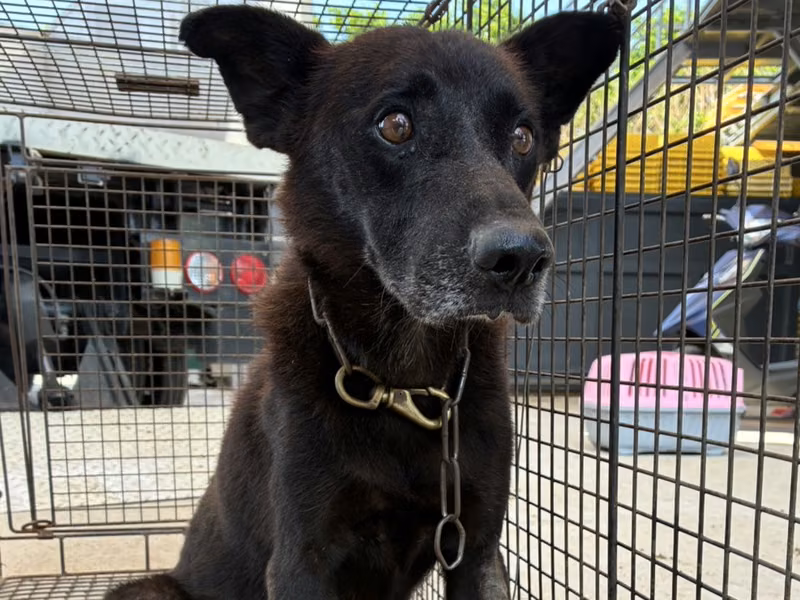 Black adult male mixed-breed dog, Medium, shelter no. …8002