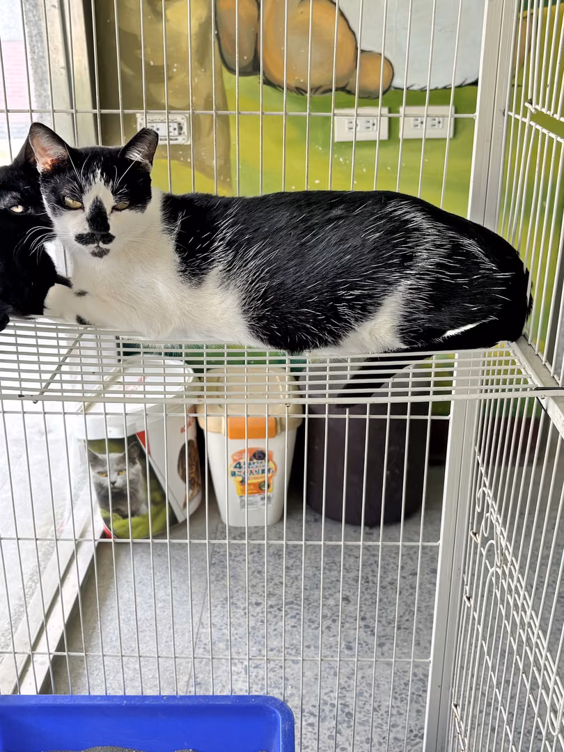 Black-and-white adult male mixed-breed cat, Large, shelter no. …9003
