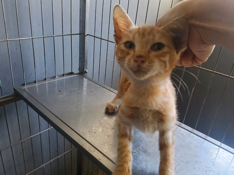 Orange young male mixed-breed cat, Small, shelter no. …6003