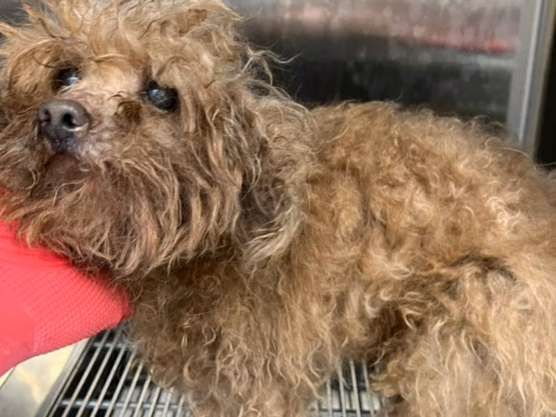 Tan adult male poodle, Small, shelter no. …4002