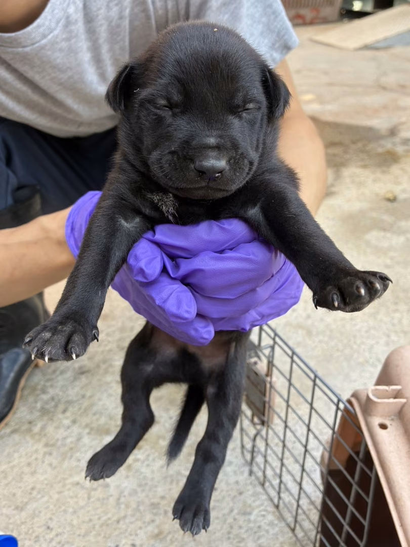 Black young male mixed-breed dog, Small, shelter no. …6009