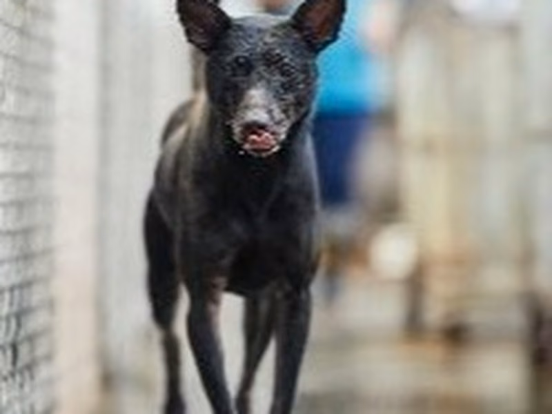 Black adult male mixed-breed dog, Medium, shelter no. …3002