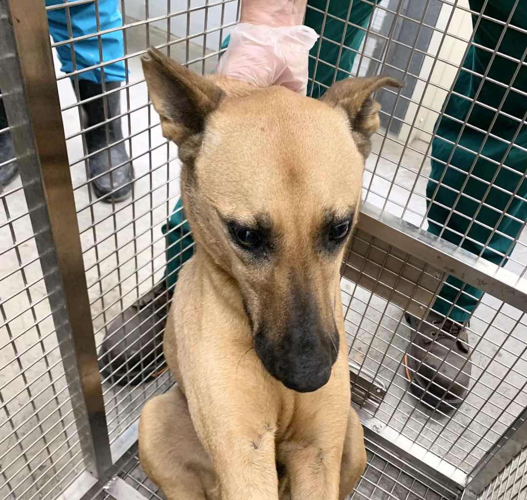 Tan adult female mixed-breed dog, Medium, shelter no. …1807