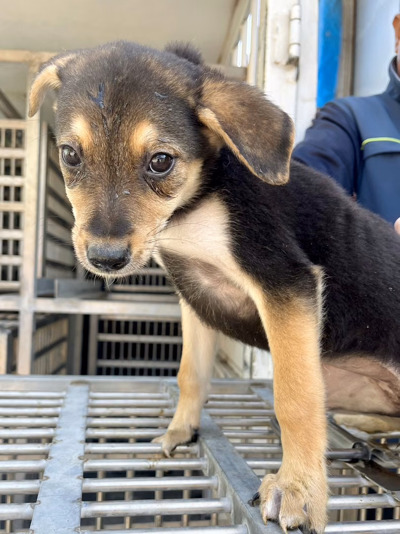 黑黃色青年母混種犬,小型, 收容編號 …7004