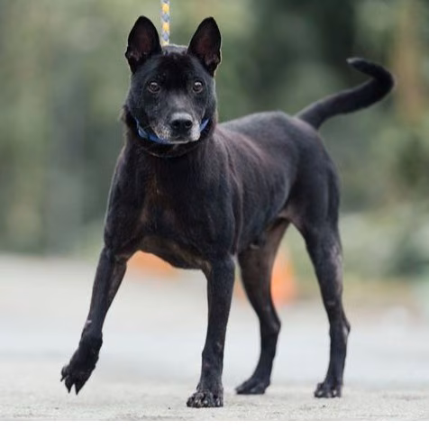 Black adult male mixed-breed dog, Medium, shelter no. …9002