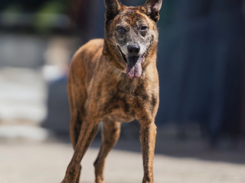 Tabby adult female mixed-breed dog, Medium, shelter no. …0001