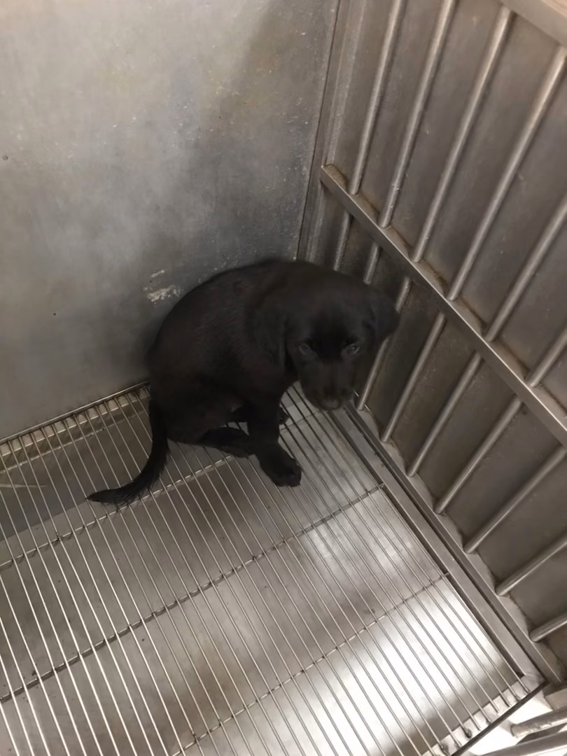 Black young male mixed-breed dog, Small, shelter no. …6001