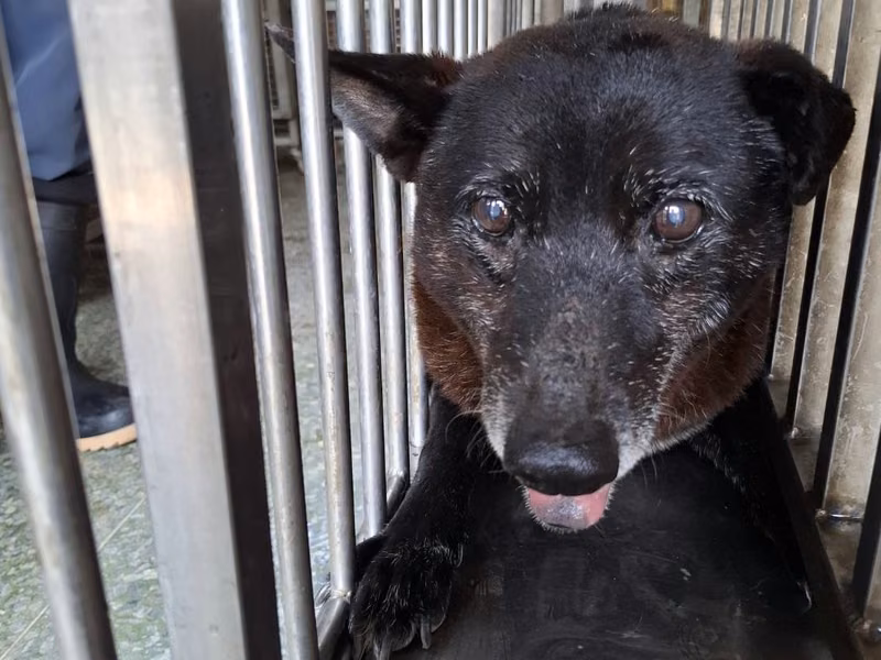 Black adult male mixed-breed dog, Medium, shelter no. …7-03