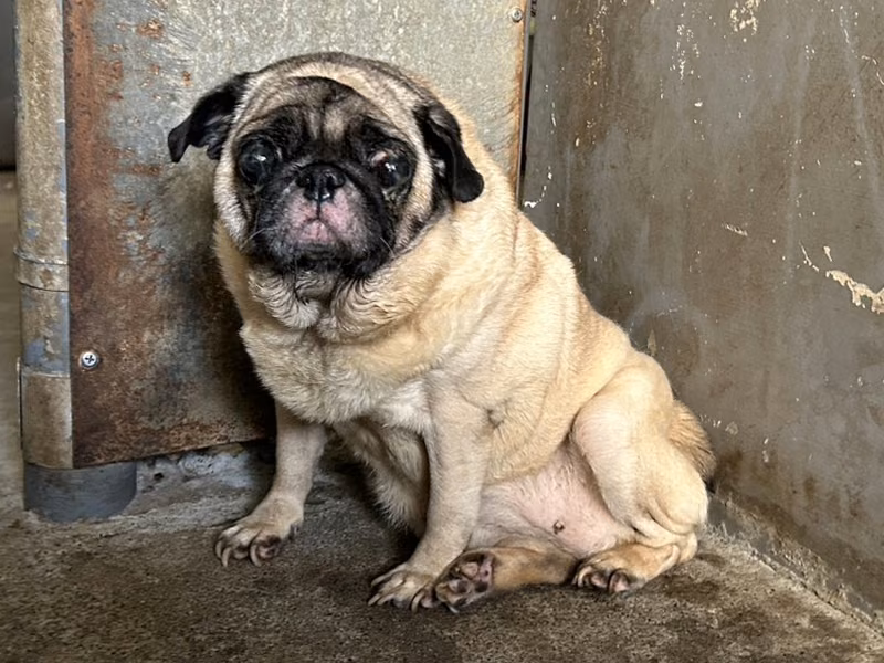 White adult female pug, Small, shelter no. …6002