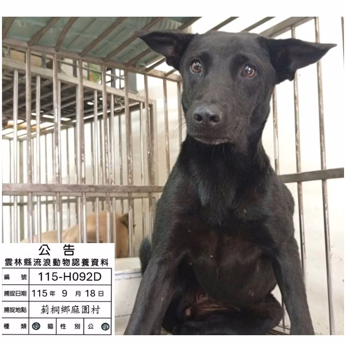 Black adult female mixed-breed dog, Medium, shelter no. …092D