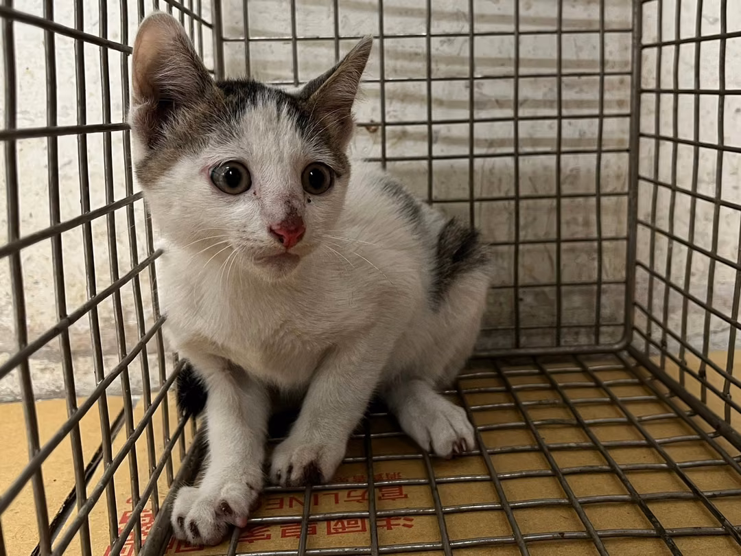 Tabby-and-white young male mixed-breed cat, Small, shelter no. …1510