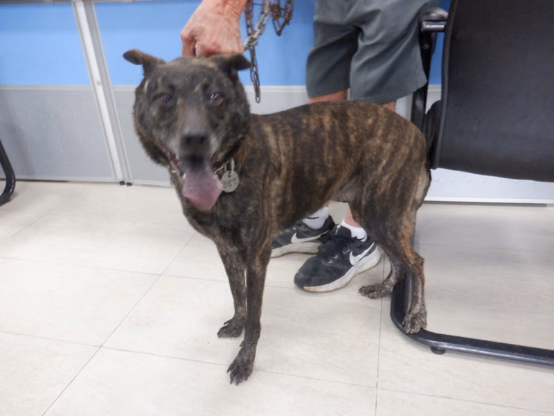 Tabby adult female mixed-breed dog, Medium, shelter no. …9735