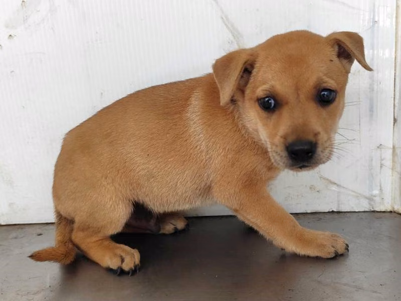 Tan young male mixed-breed dog, Small, shelter no. …2904
