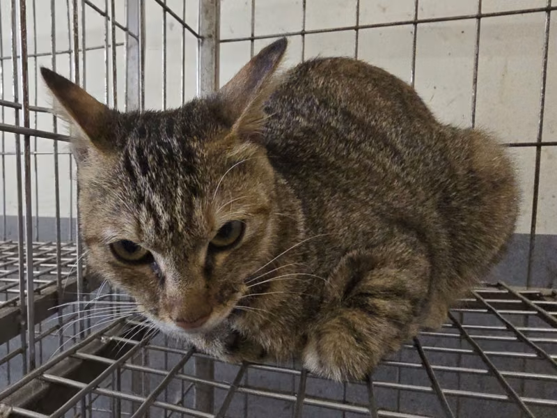 Tabby adult female mixed-breed cat, Medium, shelter no. …1002