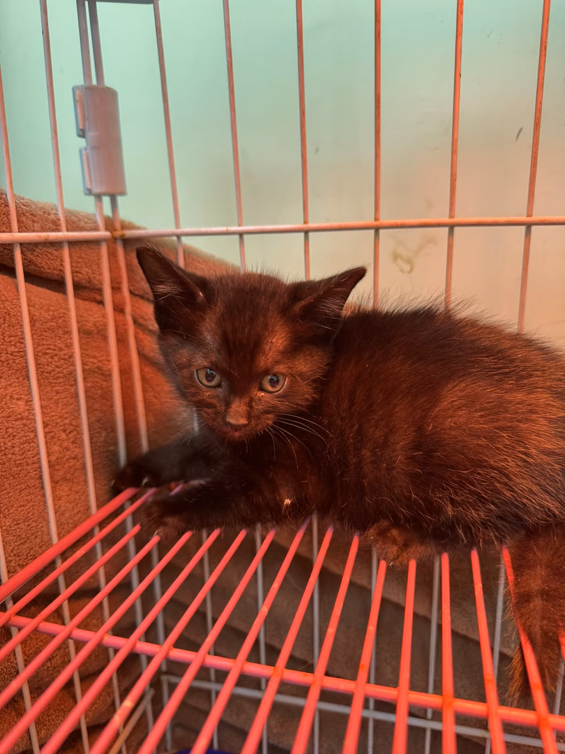 Black young male mixed-breed cat, Small, shelter no. …1008