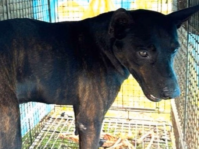 Black adult male mixed-breed dog, Large, shelter no. …1381