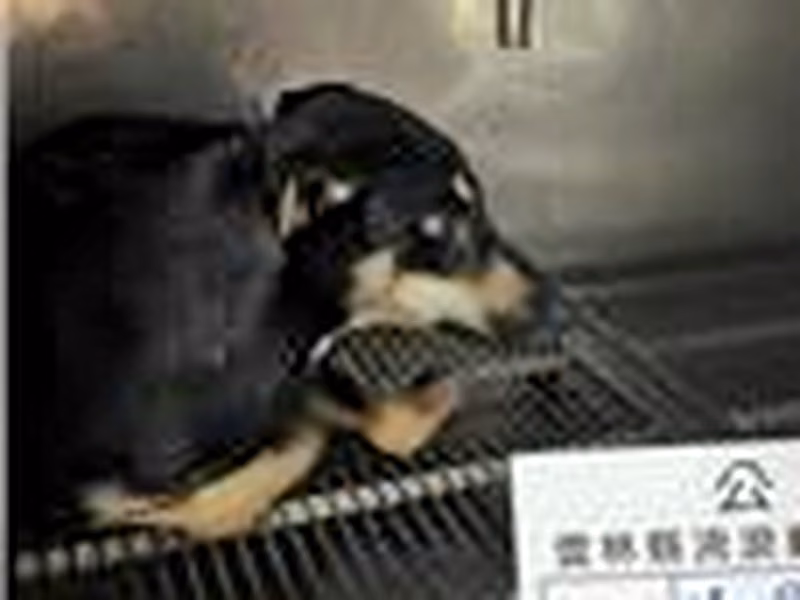 Black-and-tan adult female mixed-breed dog, Large, shelter no. …009D