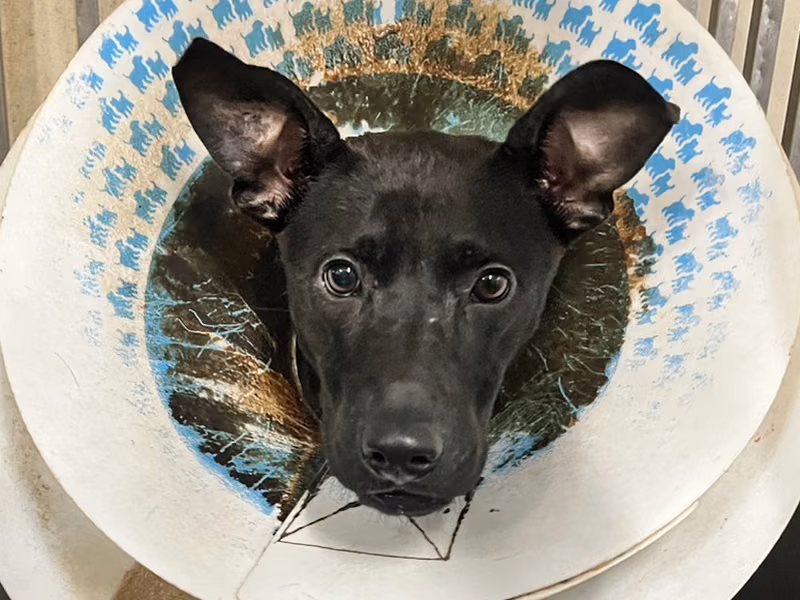 Black adult female mixed-breed dog, Medium, shelter no. …4002