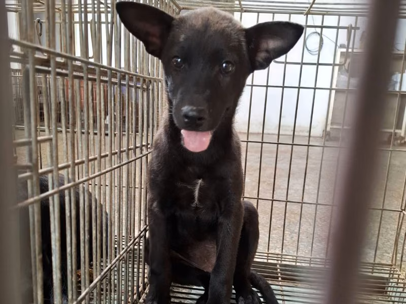 Black young female mixed-breed dog, Medium, shelter no. …1-01