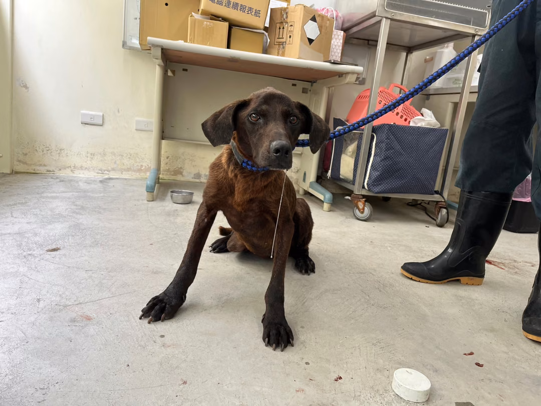 Brown adult female mixed-breed dog, Medium, shelter no. …3101