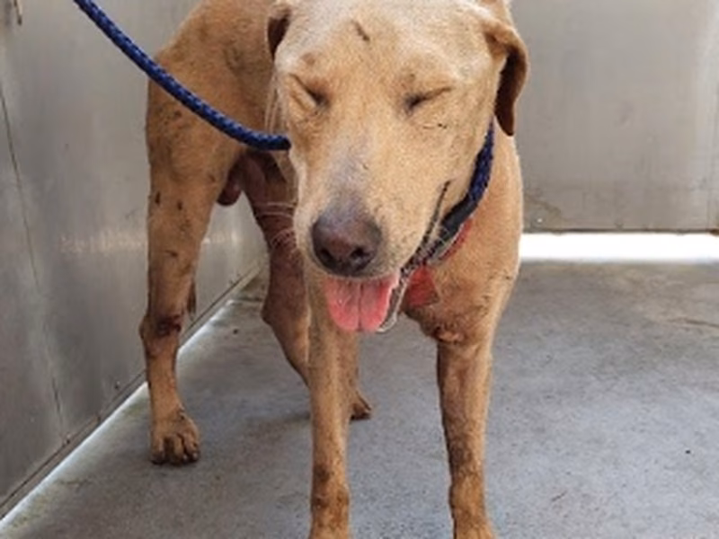 Tan adult male mixed-breed dog, Medium, shelter no. …9001