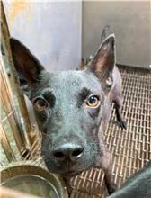 Black young female mixed-breed dog, Medium, shelter no. …3008