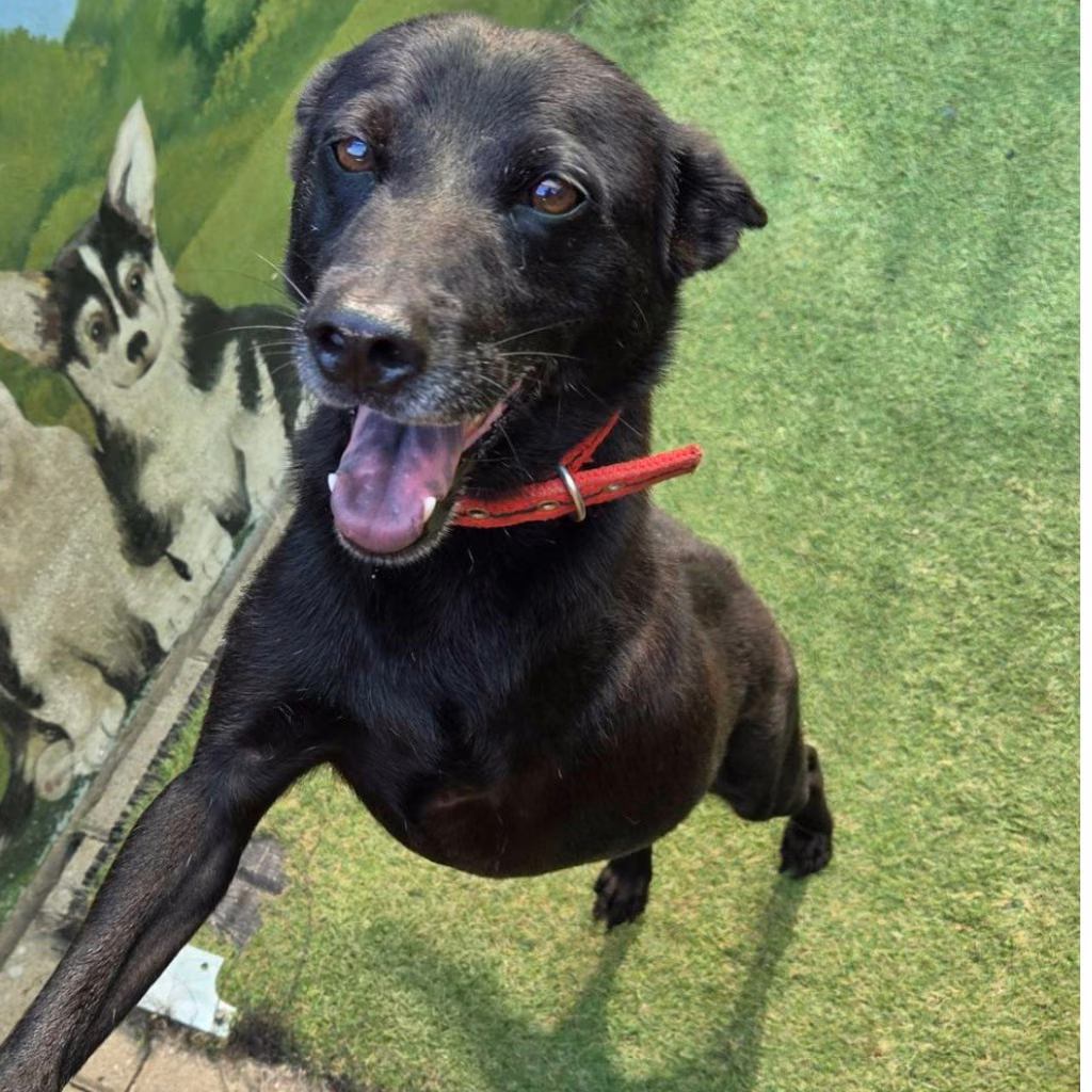 Black adult male mixed-breed dog, Medium, shelter no. …1-08