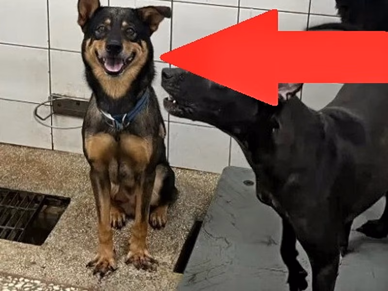 Black adult male mixed-breed dog, Large, shelter no. …3A24