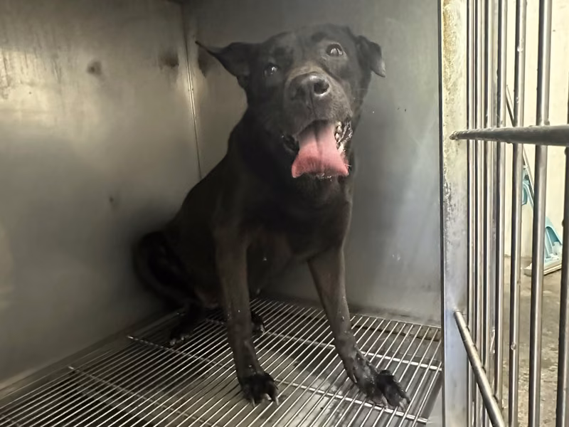 Black adult female mixed-breed dog, Medium, shelter no. …2610