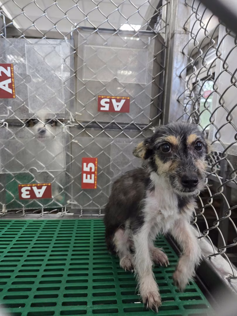 Black adult female mixed-breed dog, Small, shelter no. …7002