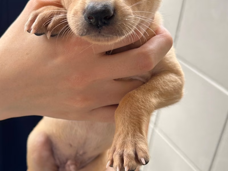 Tan young male mixed-breed dog, Medium, shelter no. …3001