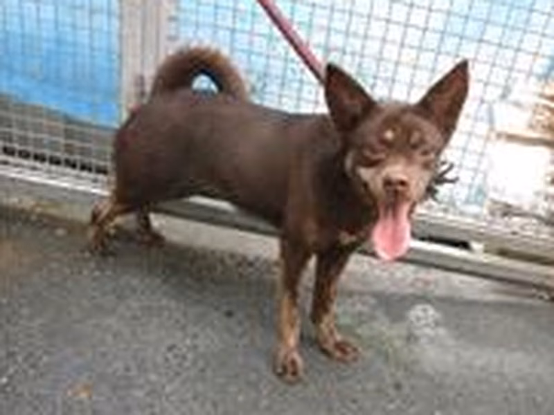 Brown adult female mixed-breed dog, Medium, shelter no. …2614