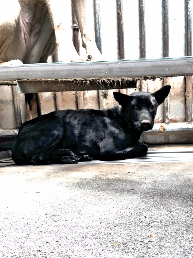 Black adult female mixed-breed dog, Medium, shelter no. …2003