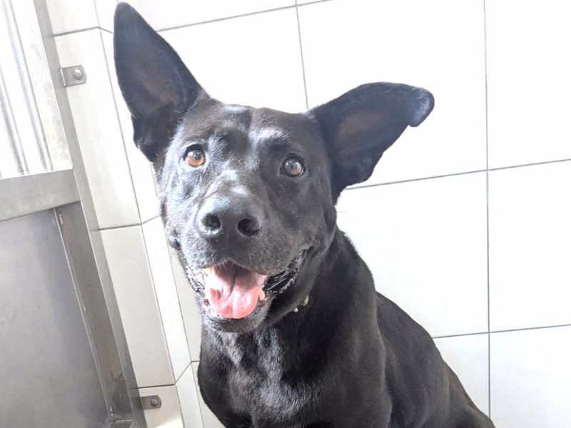 Black adult female mixed-breed dog, Large, shelter no. …8002