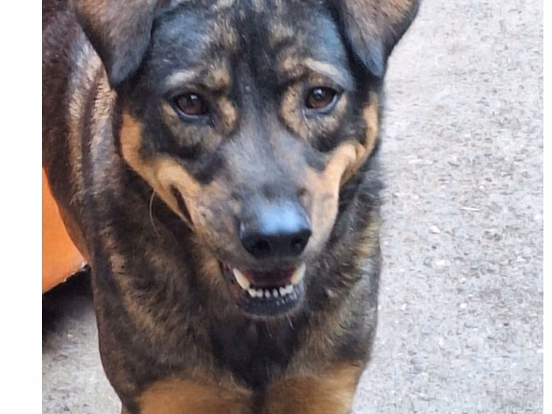 Black adult male mixed-breed dog, Large, shelter no. …057D