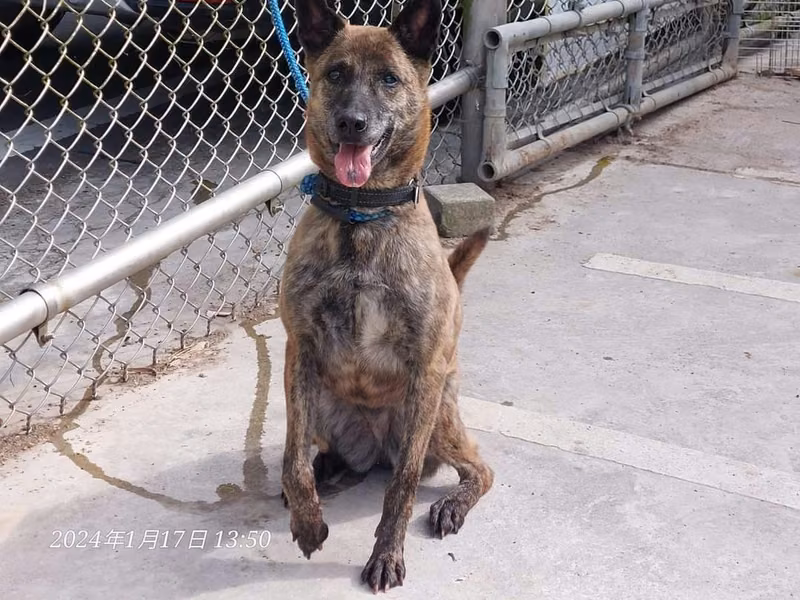 Tabby adult female mixed-breed dog, Medium, shelter no. …6002