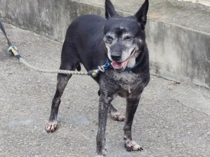 Black adult female mixed-breed dog, Medium, shelter no. …5002