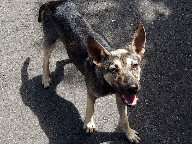 Brown-and-white young male mixed-breed dog, Medium, shelter no. …7002