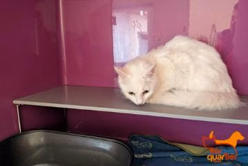 White young female European Shorthair, shelter no. …4441