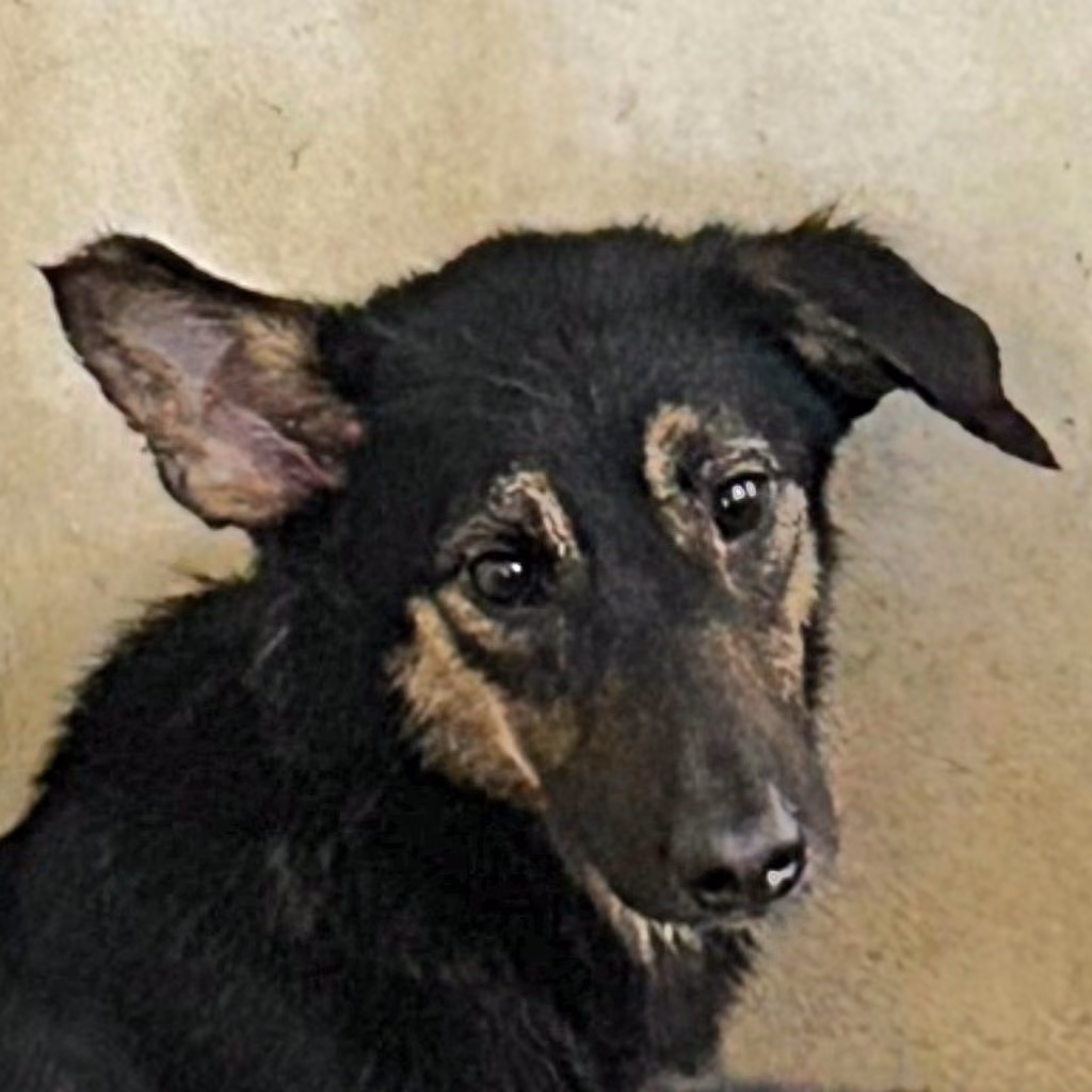 Black-and-tan adult female mixed-breed dog, Medium, shelter no. …0013