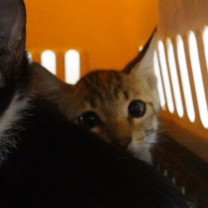 Tabby young female mixed-breed cat, Small, shelter no. …1-05