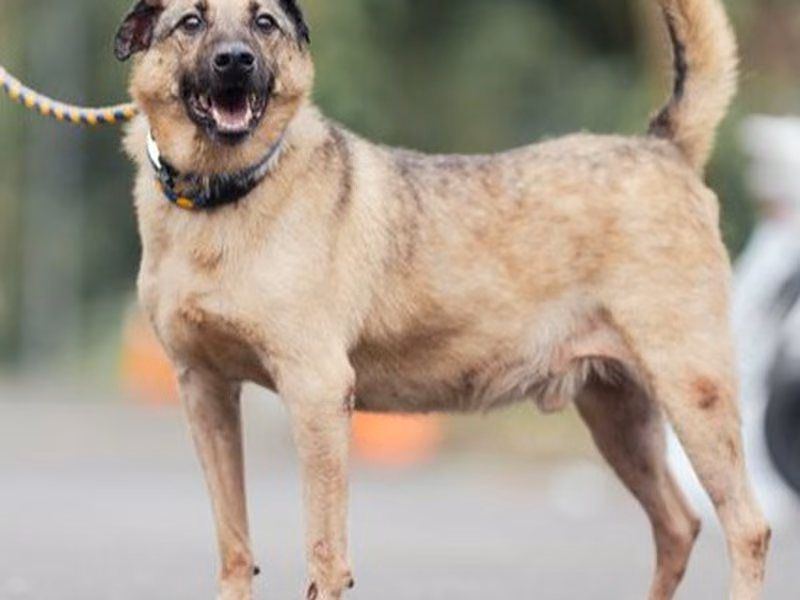 Black-and-tan adult male mixed-breed dog, Medium, shelter no. …0111