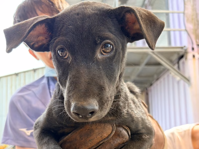 Black young male mixed-breed dog, Small, shelter no. …5006
