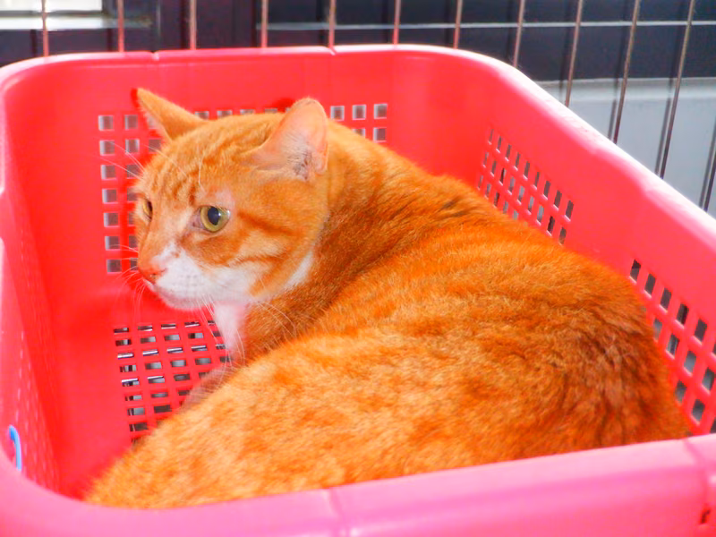 Orange-and-white adult male mixed-breed cat, Small, shelter no. …02C6