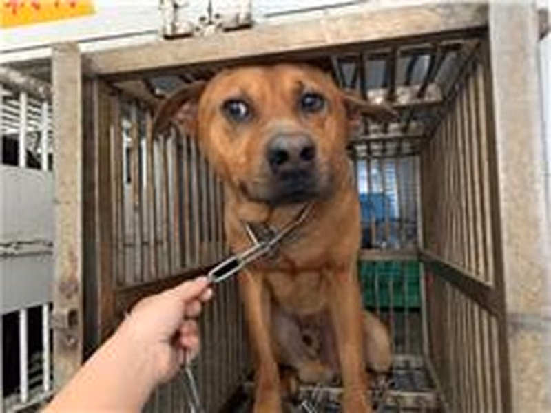 Tan adult male mixed-breed dog, Medium, shelter no. …8008