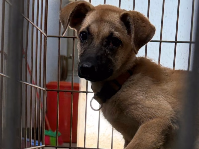 Tan young female mixed-breed dog, Medium, shelter no. …6-02