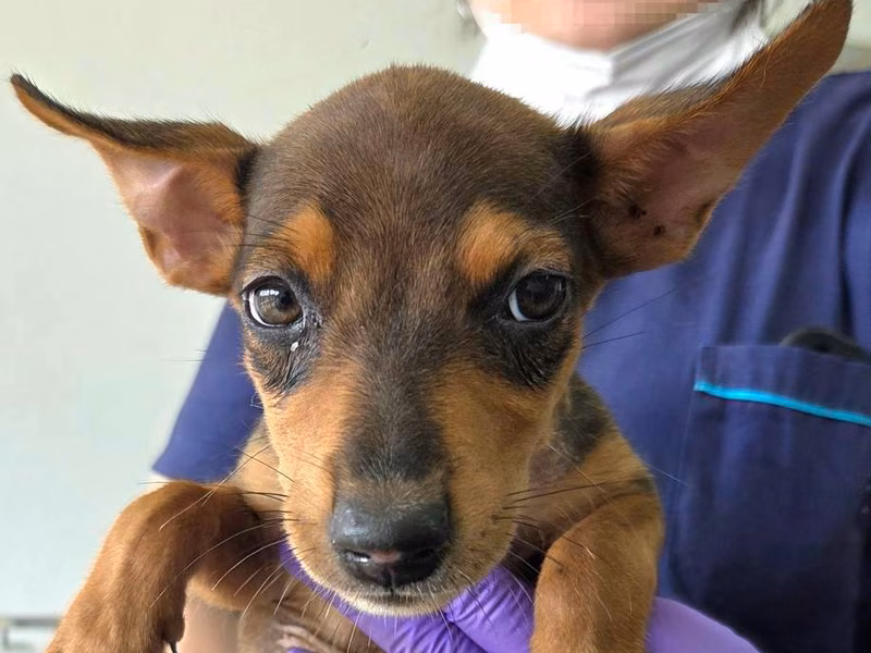 Tan young male mixed-breed dog, Medium, shelter no. …1003