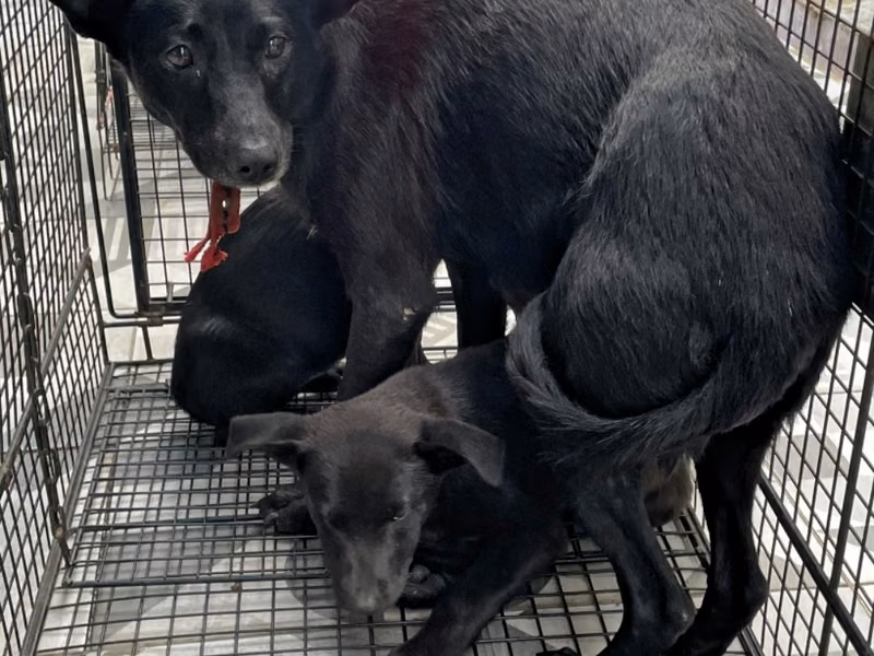 Black adult female mixed-breed dog, Large, shelter no. …3006